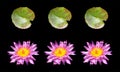 Top view, Set of pink water lily lotus flowers blossom bloom and green leaf isolated on black background for stock photo, summer Royalty Free Stock Photo