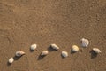 Top view of a set of shells and conchs on beach