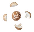 Top view set of shiitake mushroom with halves or slices isolated on white background with clipping path Royalty Free Stock Photo