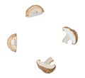 Top view set of shiitake mushroom halves or slices isolated on white background with clipping path Royalty Free Stock Photo