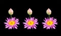 Top view, Set three water lily  lotus  flower isolated on black background for stock photo, summer flowers. floral for Royalty Free Stock Photo