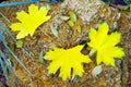 Top view of several big and small yellow autumn leaves Royalty Free Stock Photo