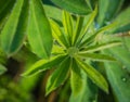 Several green lupine leaves covered with dew drops Royalty Free Stock Photo