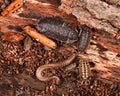 Top view of several Common rough woodlouse crawling on a tree