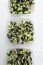Top view of several containers full of growing microgreens.Vertical shot