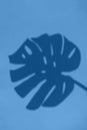 Top view on shadow of monstera leaf on blue background Royalty Free Stock Photo