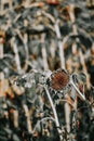 Top view shallow focus of a dry sunflower, wallpaper natural in Iasi, Romania