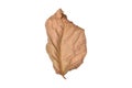 Top view, Shape leaf brown dry on white background. Royalty Free Stock Photo