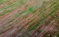 Top view of sheaves of wheat in the field after the harvest. Agrotexture concept