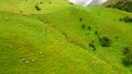 Top view of sheep on a mountain