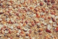 Top view of shells collection on the sand