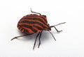 Top view of a shield bug Royalty Free Stock Photo