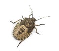 Top view of a Shield Bug, Troilus luridus, against white background