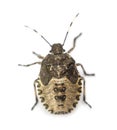 Top view of a Shield Bug, Troilus luridus, against white background