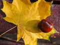 Top view of a shiny brown chestnut tree lying on a yellow maple leaf on a bench. Royalty Free Stock Photo