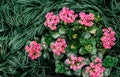 Top view shot of Beautiful pink Kalanchoe and deep green hoorah Royalty Free Stock Photo