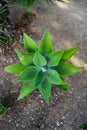 Top view shot of blossom Foxtail agave plant on the ground