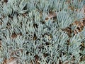 Top view shot of blue chalksticks plant growing in the ground