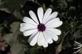 Top view shot of a blue-and-white daisy bush or Cape marguerite flower Royalty Free Stock Photo