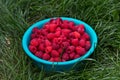 Top view shot of a bunch fresh raspberries in a light blue basin on the grass Royalty Free Stock Photo
