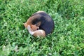 Top view shot ,a cute beagle dog scratching body outdoor on the grass field Royalty Free Stock Photo