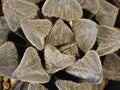 Top view shot of Haworthia pygmaea flower