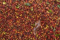 Top view shot of hundreds of unmilled coffee cherries