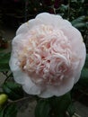 Top view shot of a light pink Camellia japonica flower Royalty Free Stock Photo