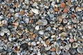 Top view shot of many types and sizes seashells on the beach sand Royalty Free Stock Photo