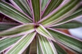 Top view shot of Moses cradle plant in a garden