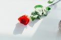 Top-view shot of single red rose, lay down on white table. Light from the side makes shadow. Royalty Free Stock Photo