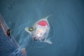 Top view shot of a tancho koi on the surface of the pond