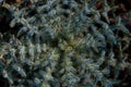 Top view shot of a thorny thistle plant