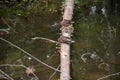 Top view shot of two ducks perching on a fallen tree over a swamp Royalty Free Stock Photo