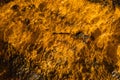 Top view shot of water flowing over the rock in a river bed in Rio Tinto mining park Royalty Free Stock Photo