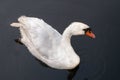 Top view of a shy old swan male. Bird swims in the water Royalty Free Stock Photo