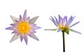 Top view and side view of lotus flower