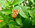 Top view of silver-spotted fern moth on green plant leaves Royalty Free Stock Photo