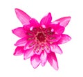 Top view of Single beautiful pink water lily or lotus, Buddha flower isolated on white background with clipping path Royalty Free Stock Photo