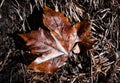 Top view of a single, dry, brown autumn leaf resting on a wet forest floor Royalty Free Stock Photo