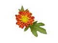 Top view single flower on white background Royalty Free Stock Photo