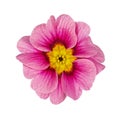 Top view single flower on white background Royalty Free Stock Photo