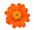 Top view of single orange flower isolated on white Royalty Free Stock Photo