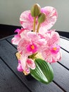 Top view, single orchids flowers in black pot on table background for design or stockphoto, floral summer, tropical plants Royalty Free Stock Photo