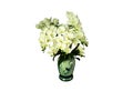 Top view, single orchids flowers in white pot isloated on white background for design or stockphoto, floral summer, tropical