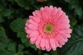 pink gerbera flower in garden with water drop on flower Royalty Free Stock Photo