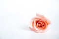 Top view of single pink rose flower blooming with drops of water on the petals isolated on white background. Royalty Free Stock Photo