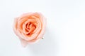 Top view of single pink rose flower blooming isolated on white background Royalty Free Stock Photo