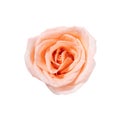 Top view of single pink rose flower blooming isolated on white background with clipping path. Royalty Free Stock Photo