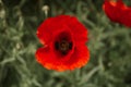 Top view of single poppy flower in bloom Royalty Free Stock Photo